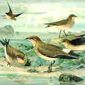 Black-winged Pratincole